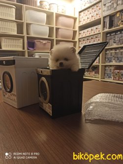 Orjinal Pomerian Boo 2
