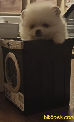 Orjinal Pomerian Boo 3