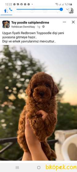 Orjinal Poodle 2