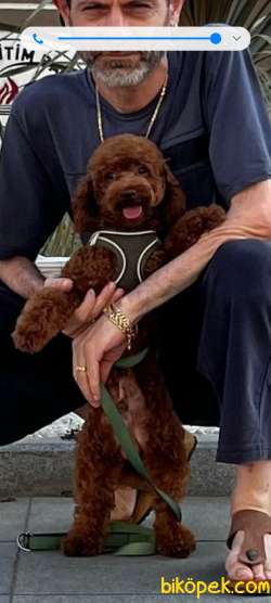 Orjinal Poodle 3