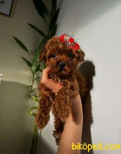 Orjinal Poodle 1