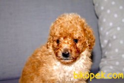 ORJİNAL POODLE BEBEKLER 1