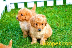 ORJİNAL POODLE BEBEKLER 2