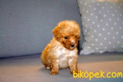 ORJİNAL POODLE BEBEKLER 5