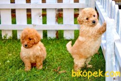 ORJİNAL POODLE BEBEKLER 4