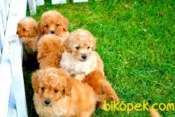 ORJİNAL POODLE BEBEKLER 3