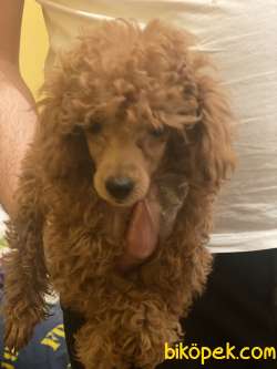 ORJİNAL POODLE TOY 3