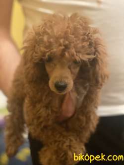 ORJİNAL POODLE TOY 1