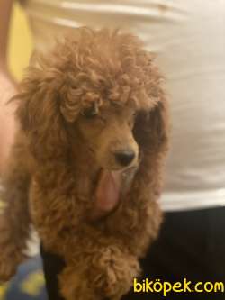ORJİNAL POODLE TOY 2