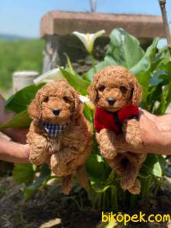 ORJİNAL POODLE YAVRULAR 5