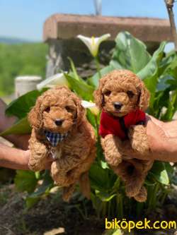 ORJİNAL POODLE YAVRULAR 3