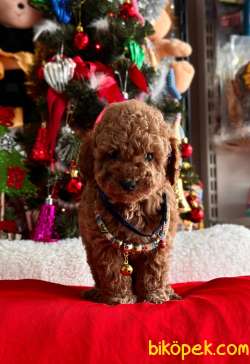 ORJİNAL POODLE YAVRULAR