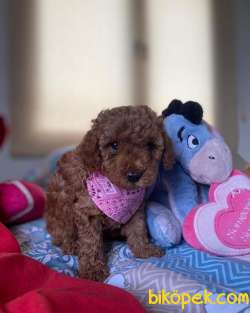 ORJİNAL POODLE YAVRULAR 5