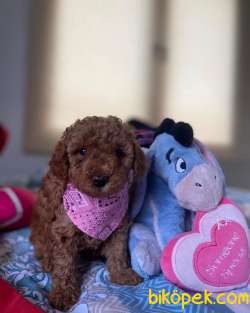 ORJİNAL POODLE YAVRULAR 3