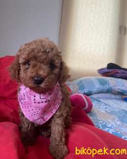 ORJİNAL POODLE YAVRULAR