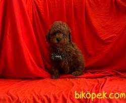 ORJİNAL POODLE YAVRULAR 4