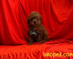 ORJİNAL POODLE YAVRULAR 2
