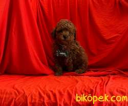 ORJİNAL POODLE YAVRULAR