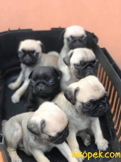 ORJİNAL PUG MOBS 2