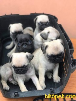 ORJİNAL PUG MOBS 3