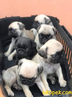 ORJİNAL PUG MOBS 1