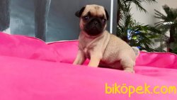 ORJINAL PUG MOPS YAVRULARI 1