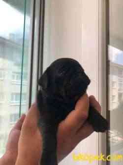 Orjinal Pug Ve Kalite 2