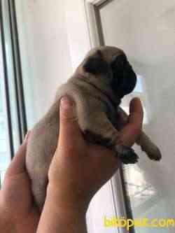 Orjinal Pug Ve Kalite 3