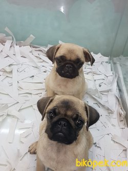 Orjinal Pug Yavrularımız 3
