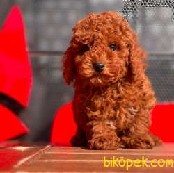 Orjinal Red Brown 1