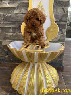 Orjinal Red Brown Dişi Ve Erkek Toy Poodle 5