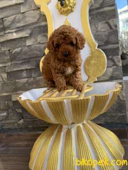 Orjinal Red Brown Dişi Ve Erkek Toy Poodle 4