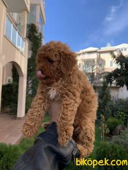 Orjinal Red Brown Dişi Ve Erkek Toy Poodle 2