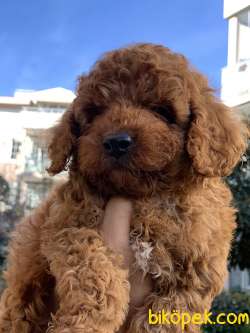 Orjinal Red Brown Dişi Ve Erkek Toy Poodle 3