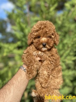 ORJİNAL RED BROWN TOY BEBEĞİMİZ 2