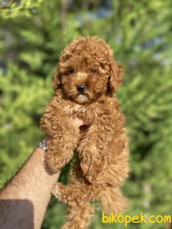 ORJİNAL RED BROWN TOY BEBEĞİMİZ 3