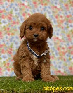 Orjinal Red Brown Toy Poodle Yavrular 4