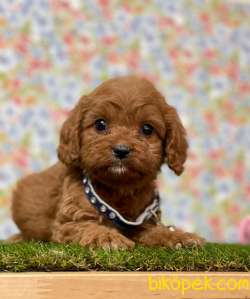 Orjinal Red Brown Toy Poodle Yavrular 3