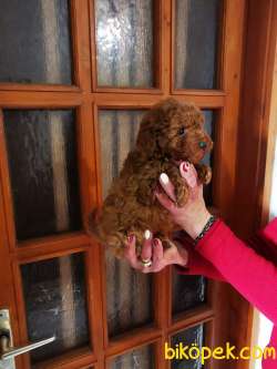 Orjinal Red Brown Toy Ve Teacup Poodle Red Brown Garantili 1