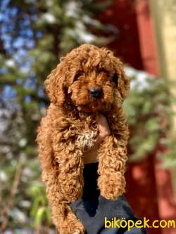 Orjinal Red Brown Toy Ve Teacup Poodle Red Brown Garantili 5