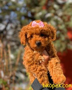 Orjinal Red Brown Toy Ve Teacup Poodle Red Brown Garantili 3