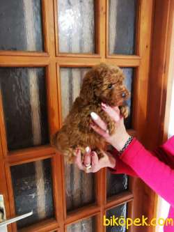 Orjinal Red Brown Toy Ve Teacup Poodle Red Brown Garantili 2