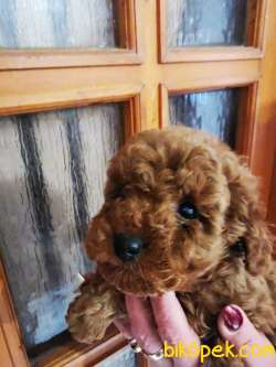 Orjinal Red Brown Toy Ve Teacup Poodle Red Brown Garantili 4