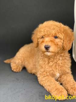 ORJINAL RED DISI POODLE YAVRUMUZ 3