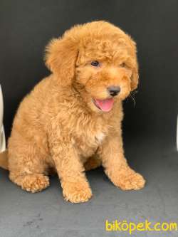 ORJINAL RED DISI POODLE YAVRUMUZ 2