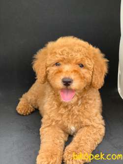 ORJINAL RED DISI POODLE YAVRUMUZ 1