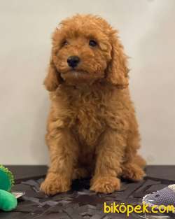 Orjinal Red Poodle Yavrumuz 3