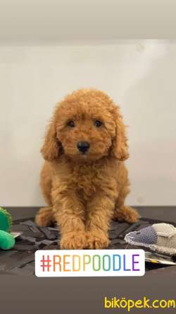 Orjinal Red Poodle Yavrumuz 2