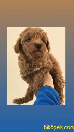 Orjinal Red Toy Poodle Yavrular 3