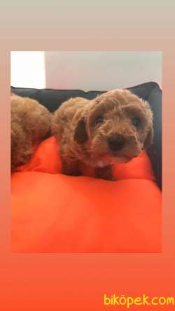 Orjinal Red Toy Poodle Yavrular 2